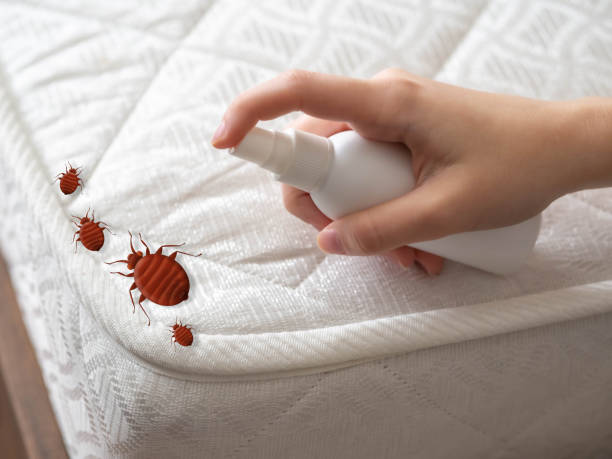 Best Spider Control Near Me  in Eastwood, MI