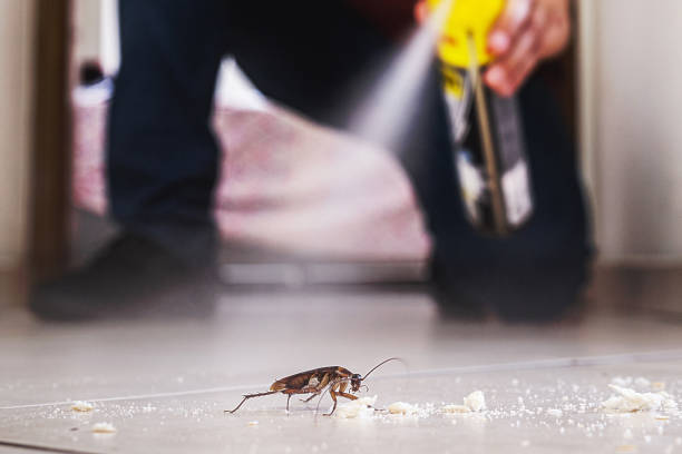 Best Affordable Pest Control Services  in Eastwood, MI